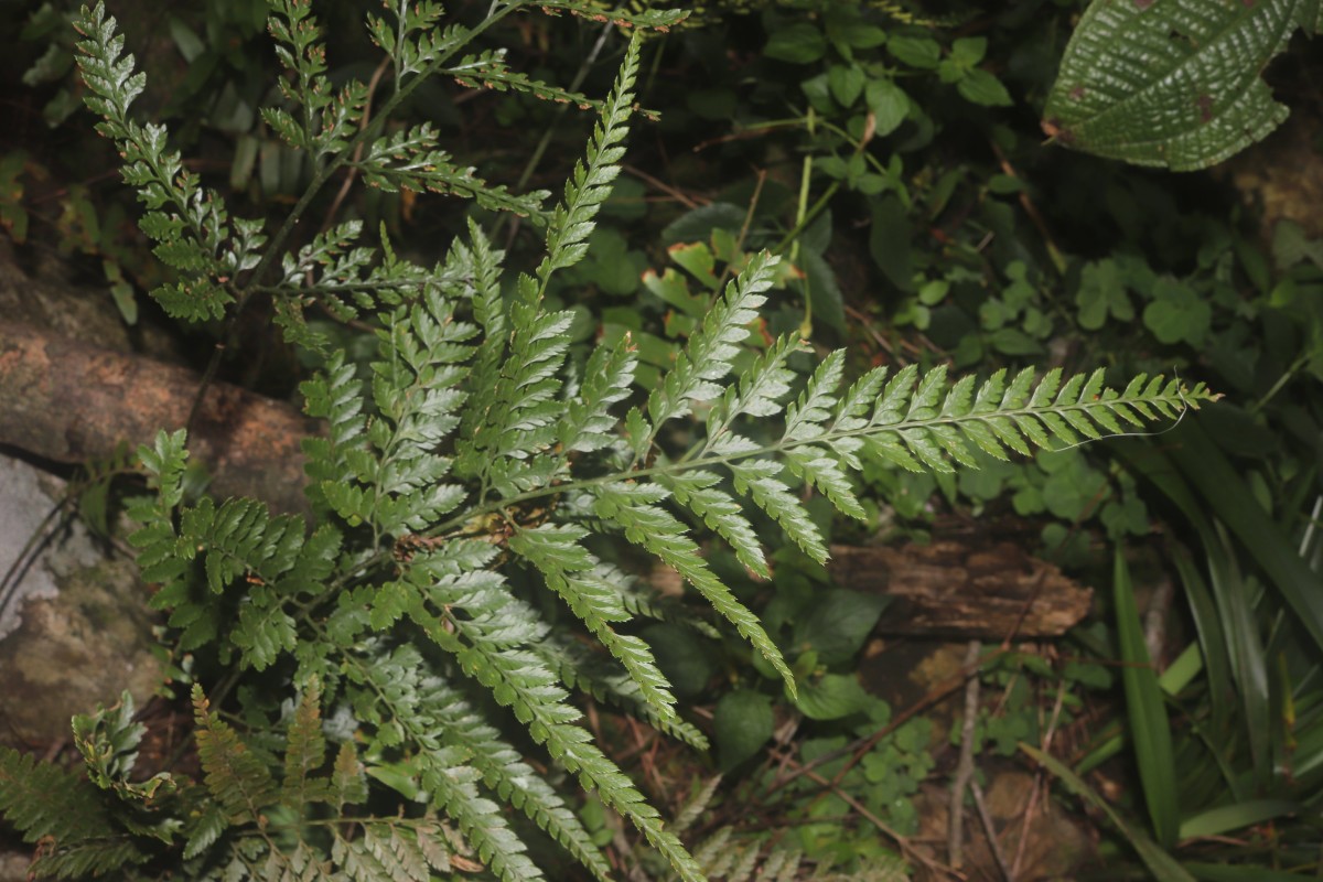 Arachniodes palmipes  (Kunze) Fraser-Jenk.